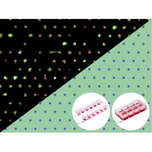 μ-Slides With Single-Cell μ-Pattern（單細胞μ-模式的μ-Slides載玻片）-貨號83801