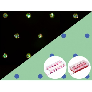 μ-Slides With Multi-Cell μ-Pattern（帶有多細(xì)胞陣列的μ-Slides載玻片）-貨號(hào)83802